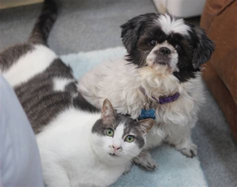 friends of felines rescue center defiance ohio